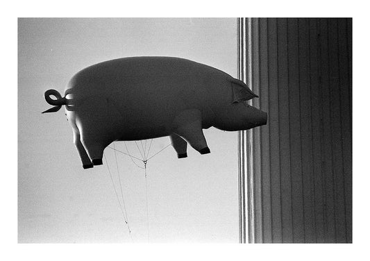 Pink Floyd - Flying Pig Over Battersea Power Station, England, 1976 Print (3/3)